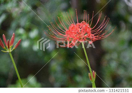 A cluster amaryllis that began to bloom A cluster amaryllis that began to bloom 131421531
