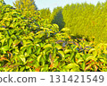 Parthenocissus quinquefolia, commonly known as Virginia creeper, woodbine, five-leaf ivy, or five-fingered ivy, is a species of flowering vine in the family Vitaceae. Rich green background. This 131421549