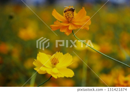Honeybees sucking honey from Kibanakosmos Honeybees sucking honey from Kibanakosmos 131421874