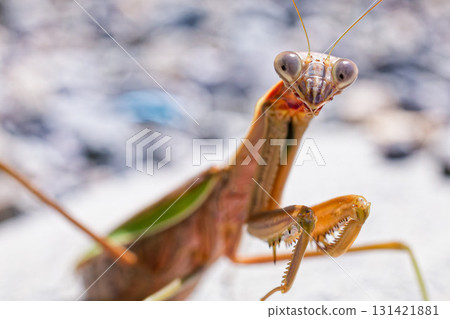 A giant praying mantis notices us A giant praying mantis notices us 131421881