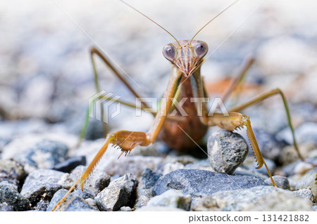 一隻成年巨型螳螂降落到地面 131421882