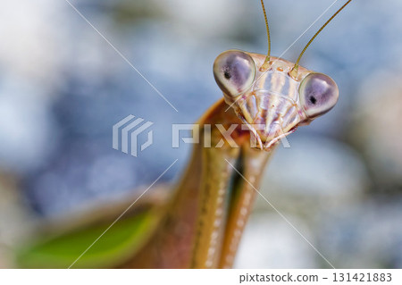 Close-up of the face of an adult giant praying mantis Close-up of the face of an adult giant praying mantis 131421883