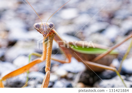 An adult giant mantis is wary of us An adult giant mantis is wary of us 131421884