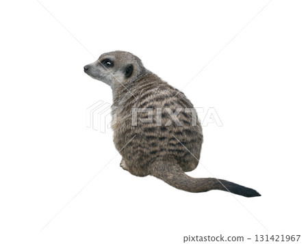 meerkat isolated on white background meerkat isolated on white background 131421967