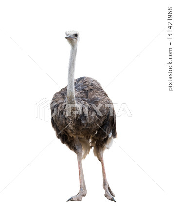 ostrich isolated on white background ostrich isolated on white background 131421968