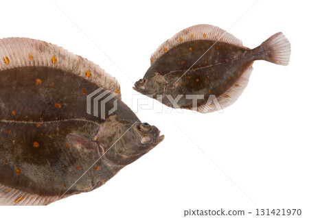 flatfish (pleuronectes platessa) isolated on white background flatfish (pleuronectes platessa) isolated on white background 131421970