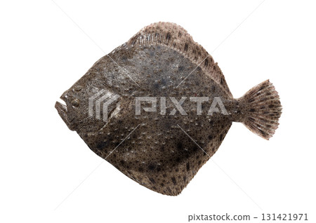flatfish (scophthalmus maximus) isolated on white background flatfish (scophthalmus maximus) isolated on white background 131421971