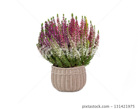 heather isolated on white background heather isolated on white background 131421975