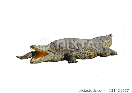 Nile crocodile isolated on white background Nile crocodile isolated on white background 131421977