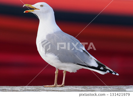 Larus cachinnans isolated on red background 131421979