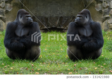 two gorillas looking at each other on green grass two gorillas looking at each other on green grass 131421980