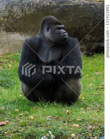 lowland gorilla sitting in a clearing in summer lowland gorilla sitting in a clearing in summer 131421981