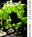與植物一起生活 131422026