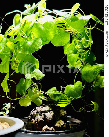 與植物一起生活 131422026