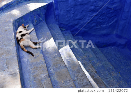 Sleeping cat on the blue streets of Chefchaouen, Morocco Sleeping cat on the blue streets of Chefchaouen, Morocco 131422072