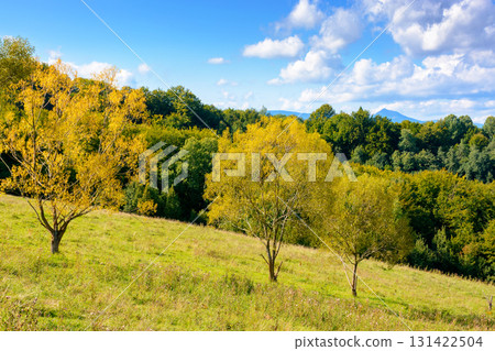 forest on the hill in rural area of carpathian mountains in autumn. wonderful scenery of volovets district. deciduous trees near grassy meadow in september forest on the hill in rural area of carpathian mountains in autumn. wonderful scenery of volovets district. deciduous trees near grassy meadow in september 131422504