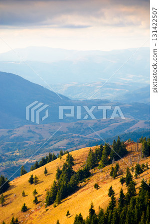 fir trees on a meadow down the hill. coniferous forest in carpathian mountains of ukraine. steep hillside on sunny day in early autumn 131422507