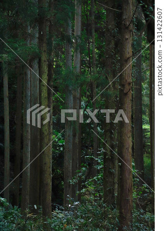 The Mysterious Forest of Goryo Shrine in Gose City, Nara Prefecture The Mysterious Forest of Goryo Shrine in Gose City, Nara Prefecture 131422607