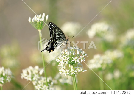 Swallowtail butterfly and chive flowers② Swallowtail butterfly and chive flowers② 131422832