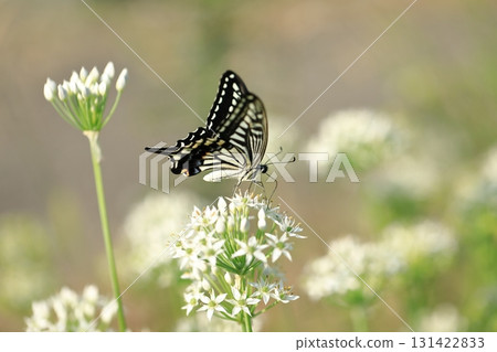 Swallowtail butterfly and chive flowers③ Swallowtail butterfly and chive flowers③ 131422833