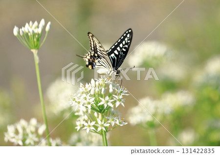 Swallowtail butterfly and chive flowers ⑤ 131422835