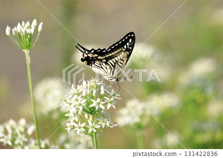 Swallowtail butterfly and chive flowers ⑥ Swallowtail butterfly and chive flowers ⑥ 131422836