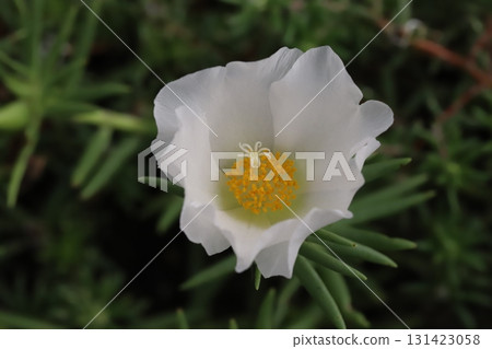 White portulaca flowers blooming in the autumn garden White portulaca flowers blooming in the autumn garden 131423058
