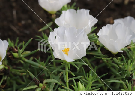 White portulaca flowers blooming in the autumn garden 131423059
