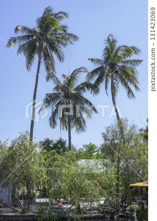 Three tall coconut palms in a park in Vietnam 131423069