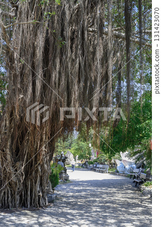 Banyan tree (ficus Bengali) with aerial roots in a park in Vietnam 131423070
