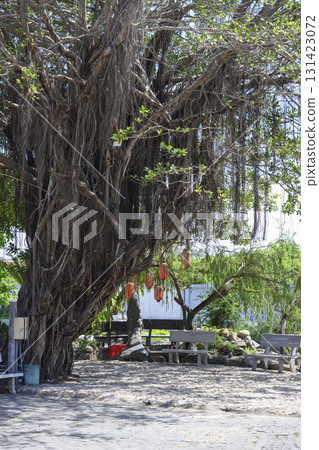 Banyan tree (ficus Bengali) with aerial roots in a park in Vietnam 131423072