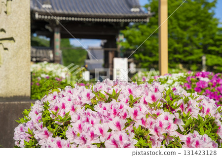 京都妙滿寺的杜鵑花 京都妙滿寺的杜鵑花 131423128