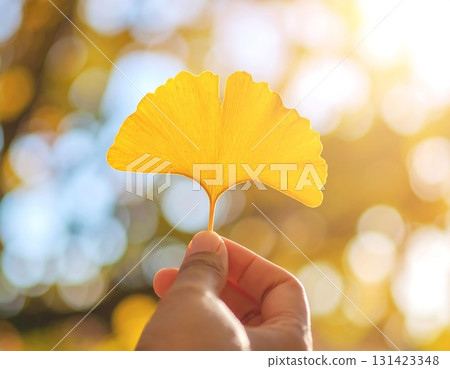 Handheld image of ginkgo tree 131423348