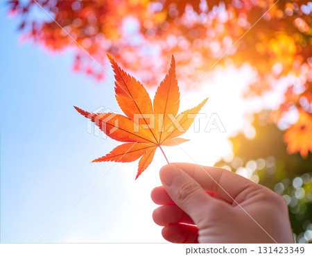 Handheld image of maple leaves Handheld image of maple leaves 131423349
