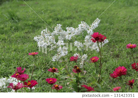 深粉紅色百日菊花和白色雪花蓮在秋季公園盛開 131423351