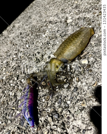 Autumn squid survey 131423435
