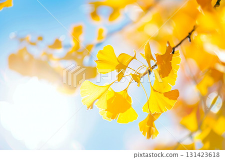 Golden ginkgo leaves shining against the blue sky Golden ginkgo leaves shining against the blue sky 131423618