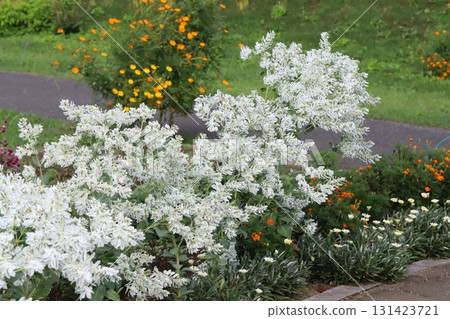 White snowdrops and yellow cosmos blooming in the autumn garden White snowdrops and yellow cosmos blooming in the autumn garden 131423721