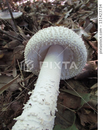 Shiroyanitake Shiroyanitake 131423734