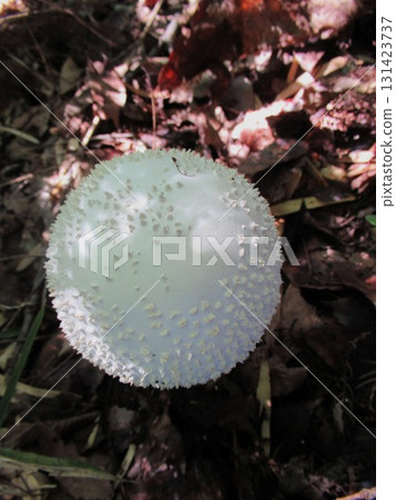 Shiroonitake Shiroonitake 131423737