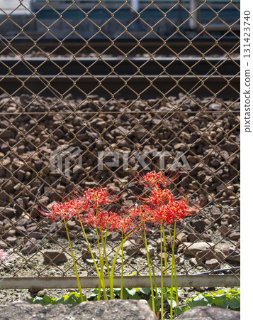 鐵軌旁盛開的石蒜花 鐵軌旁盛開的石蒜花 131423740