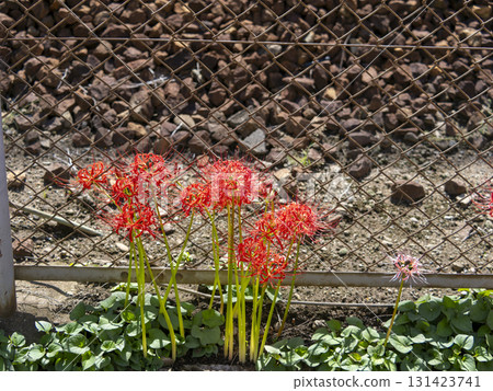 鐵軌旁盛開的石蒜花 131423741