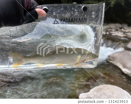 使用 Shakuri 捕撈法釣香魚 131423913