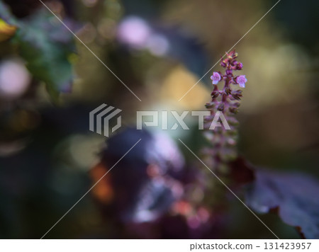 Small perilla flowers blooming in September 131423957