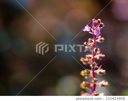 Small perilla flowers blooming in September 131423958