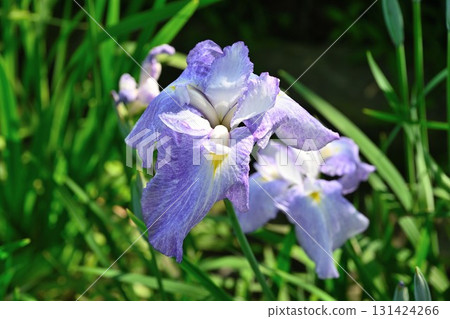 葫蘆A魚花園（新潟縣） 131424266