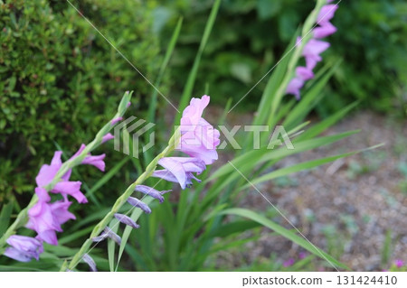 長野縣唐菖蒲園 131424410