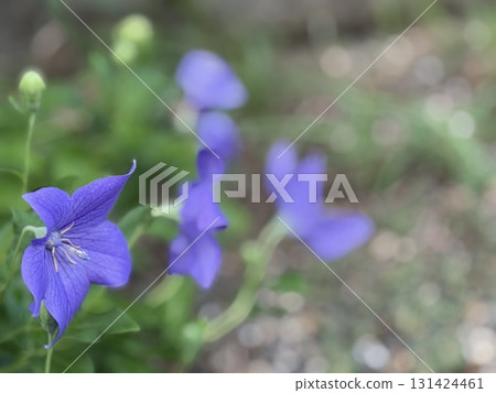 Purple bellflowers nestled together 131424461