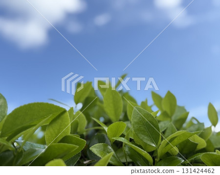 A refreshing landscape of blue skies and fresh greenery A refreshing landscape of blue skies and fresh greenery 131424462