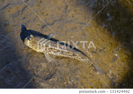 Mudskipper fish resting on wet, muddy ground near the coast. This amphibious fish, known for its ability to move on land, is photographed in natural sunlight, showcasing its unique eyes and textured Mudskipper fish resting on wet, muddy ground near the coast. This amphibious fish, known for its ability to move on land, is photographed in natural sunlight, showcasing its unique eyes and textured 131424492